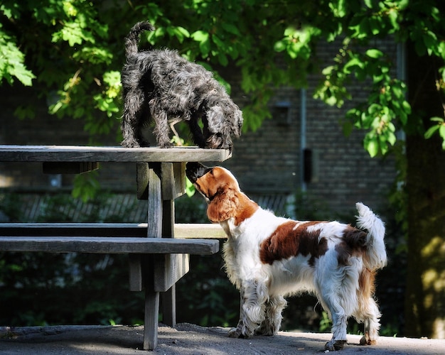 Des chiens dans le parc