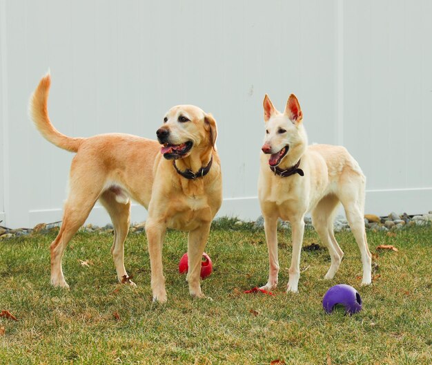 Des chiens debout dans un champ