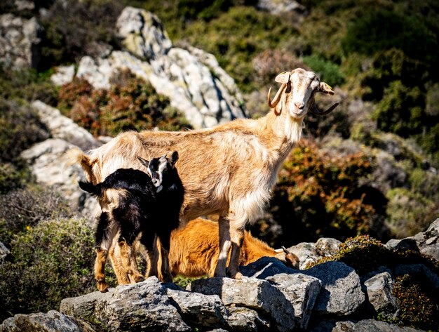 Photo des chiens debout sur un rocher