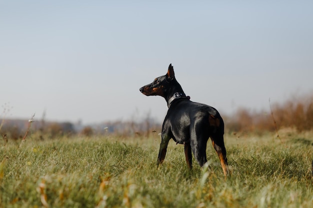 Les chiens doberman posent sur le terrain