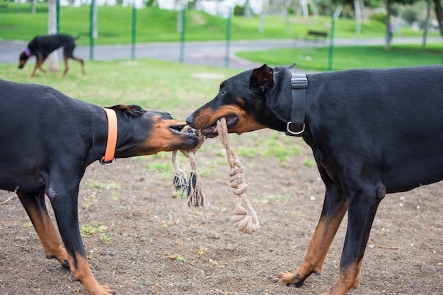 Chiens Doberman se battre et jouer avec un morceau de corde