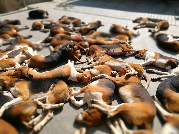 Photo des chiens dormant sur la route par une journée ensoleillée