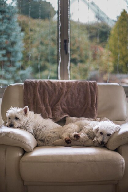 Photo les chiens dorment sur le canapé.