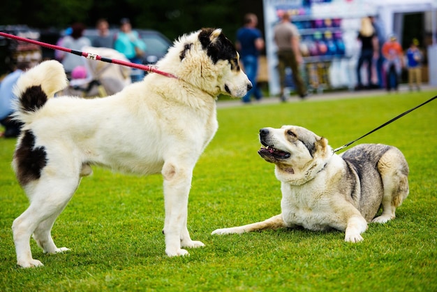 Les chiens émotifs drôles jouent sur l'herbe verte