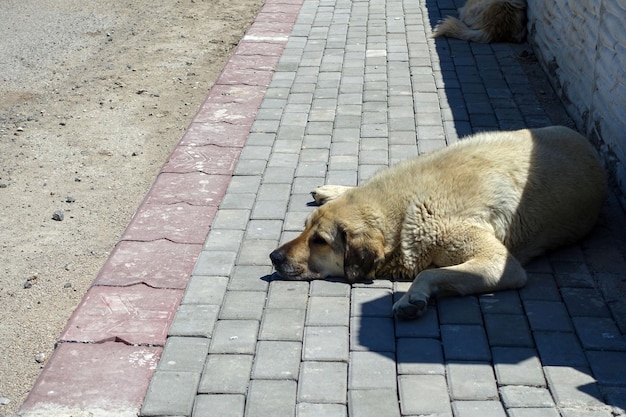 Chiens errants allongés sur les trottoirs des rues Chiens errants dans la ville