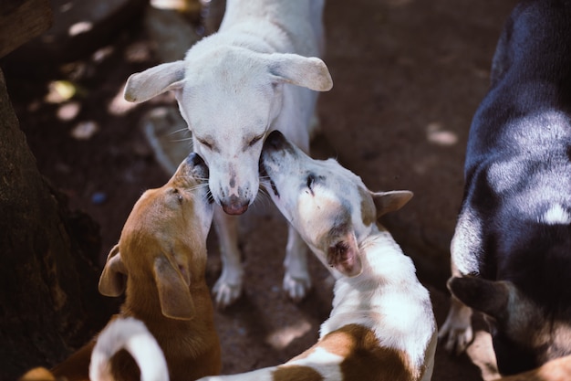 Chiens errants, la vie en attente de nourriture. Des chiens errants sans abri abandonnés sont couchés dans la rue. Petits chiens abandonnés tristes sur un sentier.