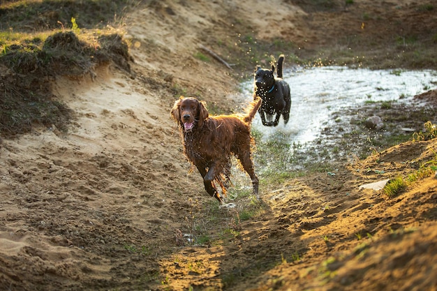 Chiens espiègles courant sur une flaque boueuse à la campagne