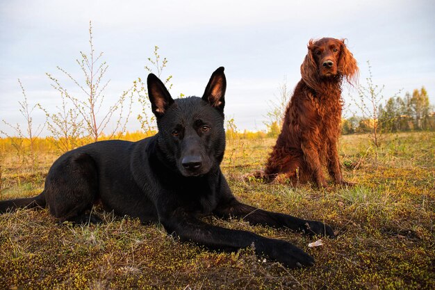 Chiens fatigués de berger et de setter irlandais se trouvant sur l'herbe dans le pré pendant la promenade