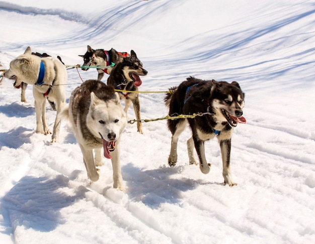 Les chiens en harnais tirant un traîneau compétitions en hiver