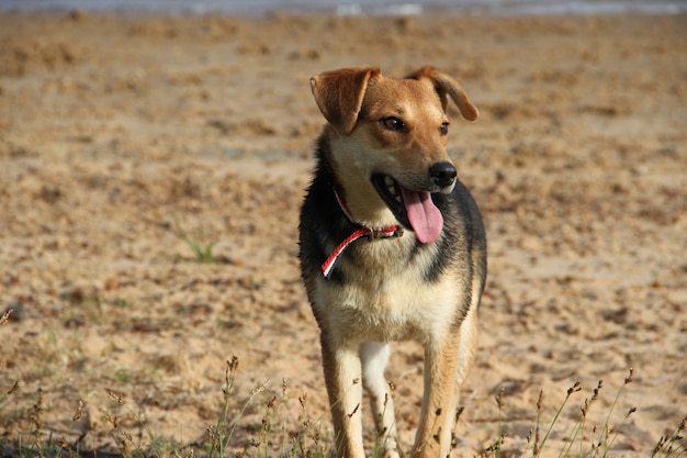 Chiens heureux sur la plage