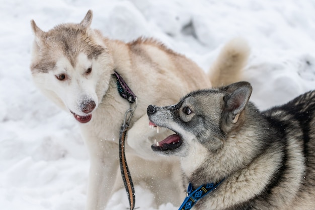 Les chiens husky aboient, mordent et jouent dans la neige. Jeu d'hiver drôle de chiens de traîneau. Sourire husky sibérien agressif.