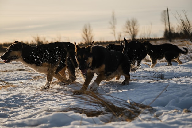 Les chiens husky d'Alaska s'amusent et passent activement du temps dans la nature Chenil de chiens de traîneau à l'extérieur