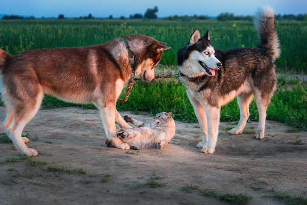 Des chiens Husky attaquent un chat sur la route Deux chiens attaquent un chat