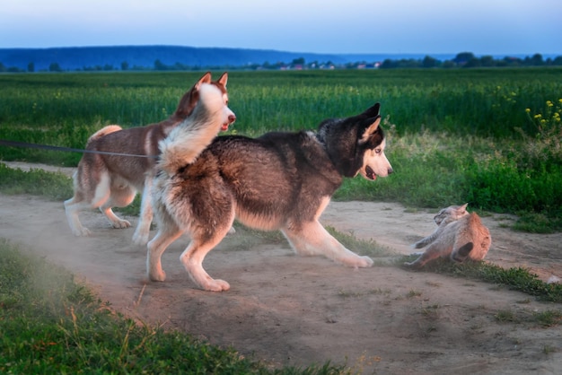 Des chiens Husky attaquent un chat sur la route Deux chiens attaquent un chat