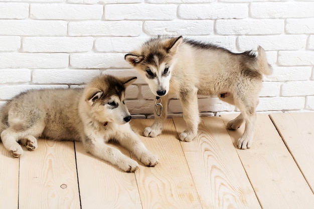 Chiens Husky sur bois avec des briques