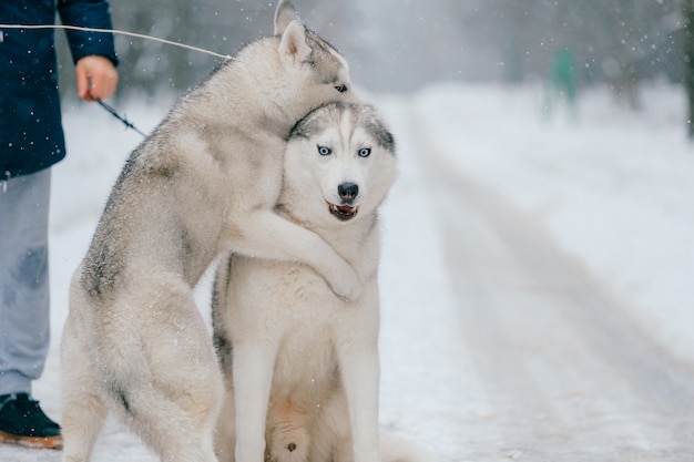 Chiens Husky jouant à l'extérieur