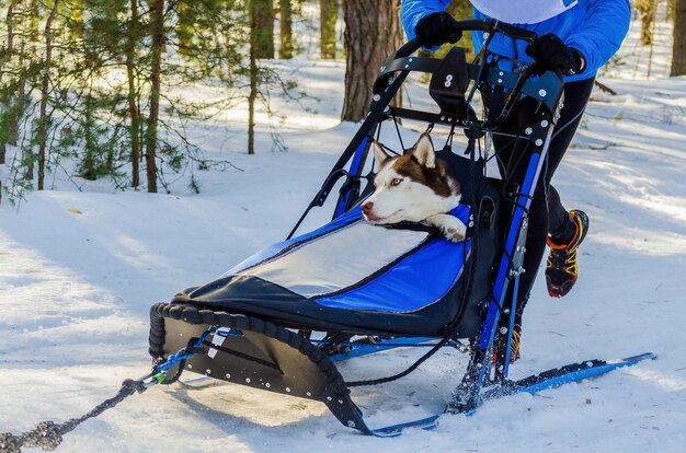 Chiens husky sibérien drôles dans le harnais. Compétition de course de chiens de traîneau. Défi de championnat de traîneau dans la forêt froide d'hiver.