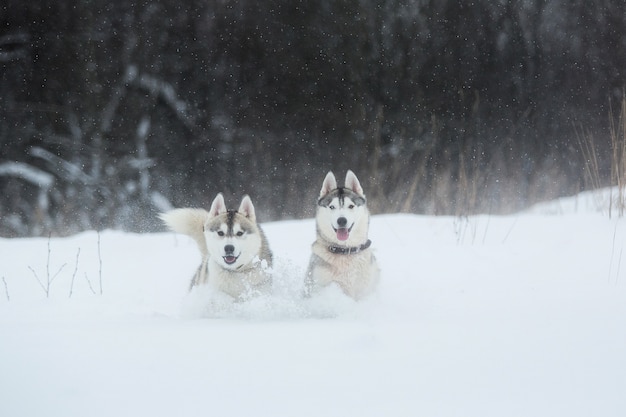 Chiens Husky Sibérien en hiver. Deux incroyables chiens husky debout sur la neige.