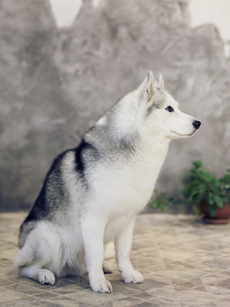 Chiens husky sibériens de couleurs gris et blanc sur fond gris.