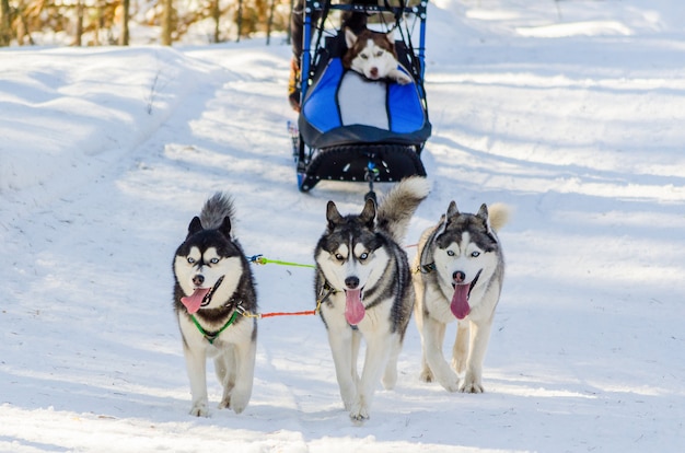 Chiens husky sibériens drôles dans le harnais. Course de chiens de traîneaux. Défi du championnat de traîneau dans la forêt d'hiver