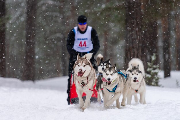 Chiens Husky tirant un traîneau avec musher