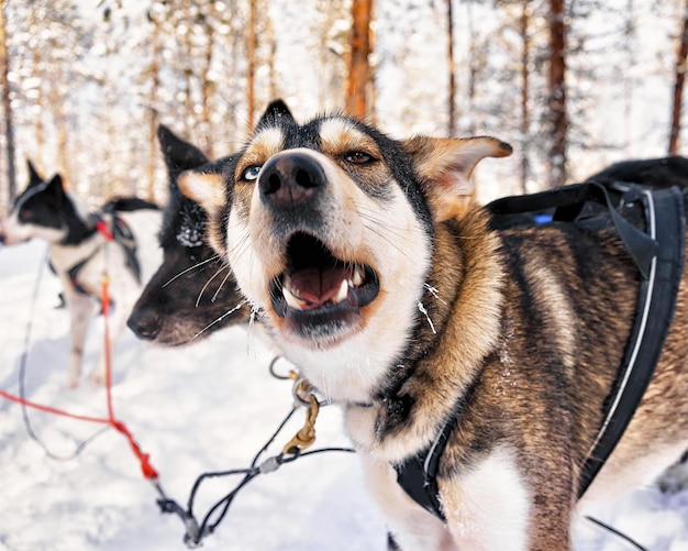 Chiens Husky en traîneau à la ferme de Rovaniemi, Laponie, Finlande