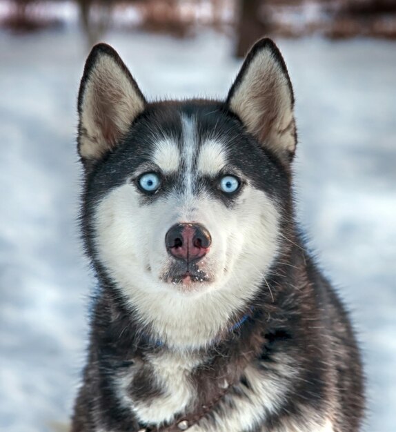 Photo chiens husky