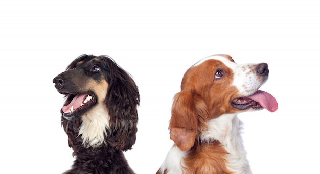 Chiens isolés sur fond blanc