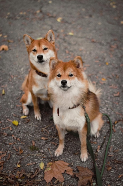 Chiens japonais Shiba Inu. Mère et fille shiba inu. Chiens rouges.