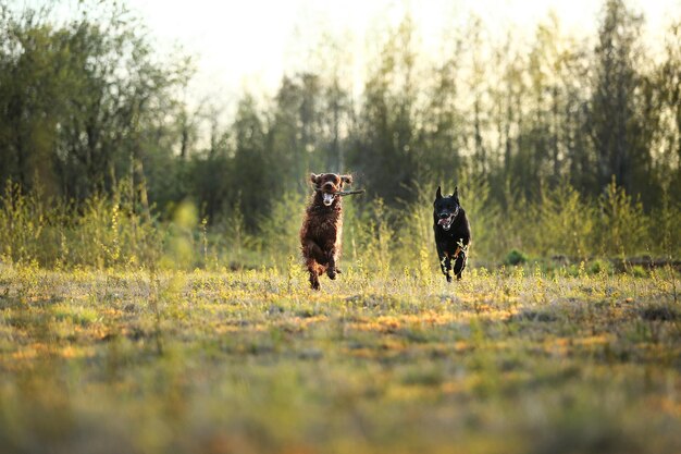 Chiens jouant avec un bâton en bois sur le pré