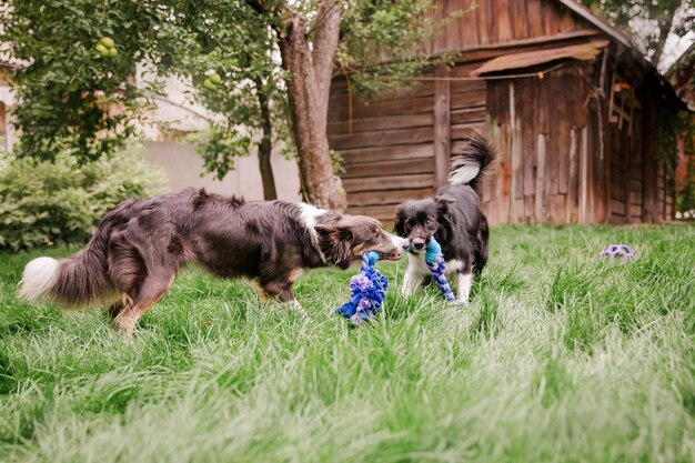 Chiens jouant dans l'herbe Groupe de chiens ensemble