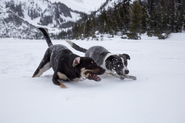 Chiens jouant ensemble dans la neige