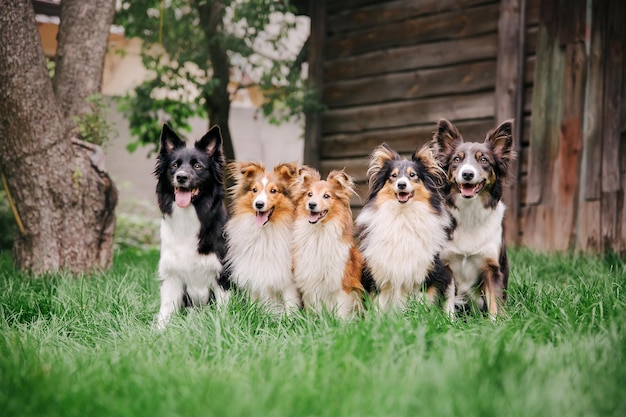 Chiens jouant Groupe de chiens jouant ensemble