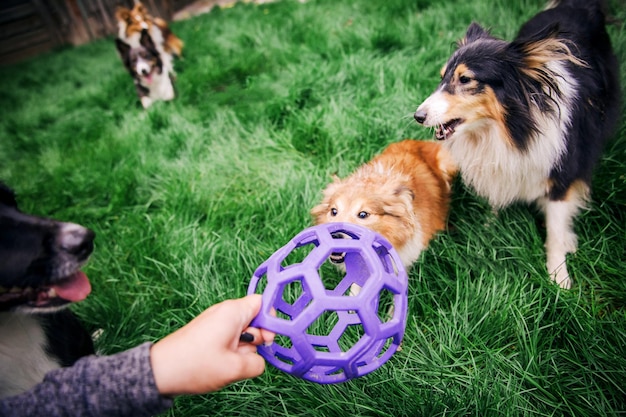 Chiens jouant Groupe de chiens jouant ensemble