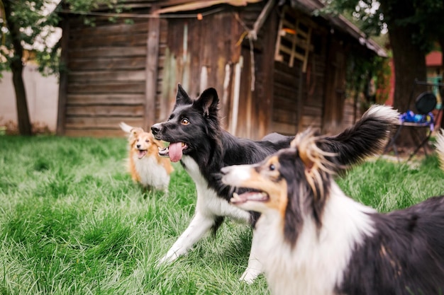 Chiens jouant Groupe de chiens jouant ensemble