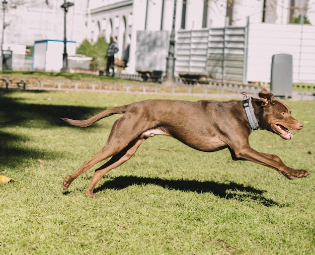 Photo chiens jouant joyeusement dans le parc