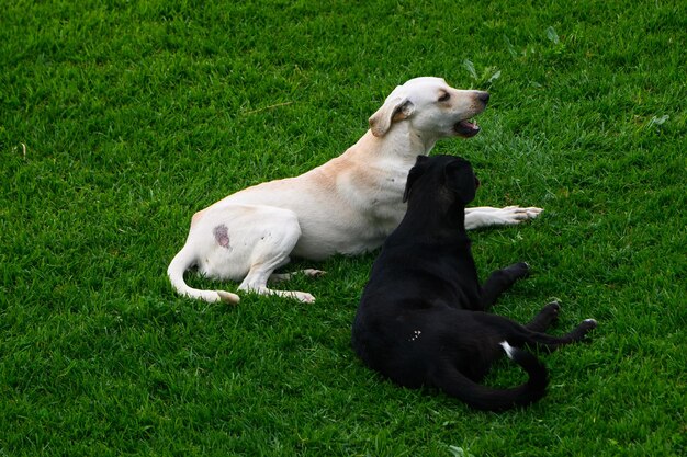 chiens jouant sur la pelouse en hiver à Chypre 5