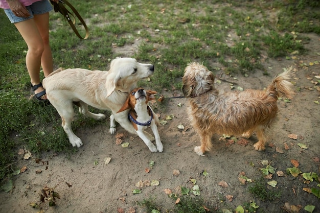 les chiens jouent les uns avec les autres lors d'une promenade. Golden retriever, beagle et chien métis jouent dans le parc