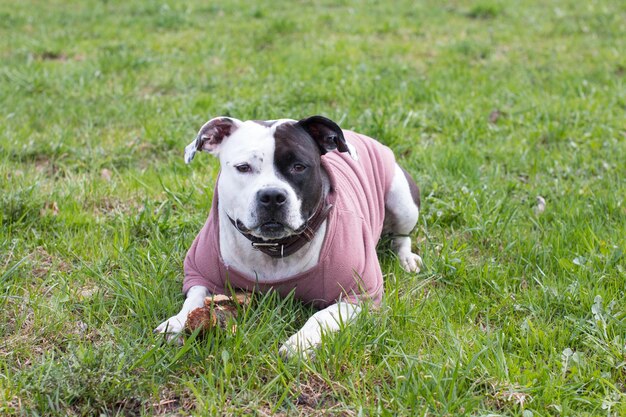 Les chiens jouent avec un bâton dans des vêtements sur l'herbe Marcher dans le parc avec un animal