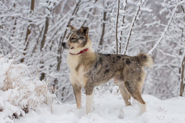 Les chiens jouent dans la neige en hiver Beau portrait d'une croix de berger australien d'animal familier avec un loup