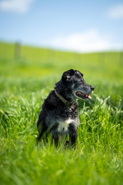 Chiens de kelpie de mouton dans un ranch et une ferme en australie