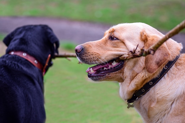 Chiens labrador jouant avec un bâton dans le parc