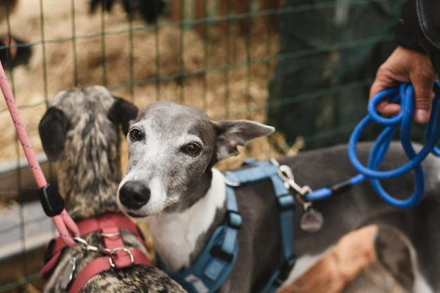 Chiens de lévriers italiens en laisse