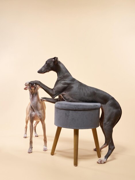 Photo les chiens mettent ses pattes sur le canapé beau whippet dans un studio photo