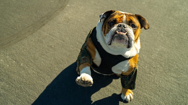 chiens militaires