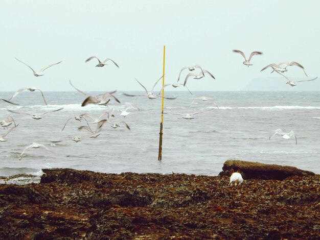 Photo chiens et mouettes au bord de la mer