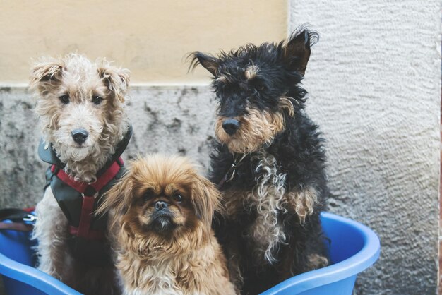 Photo des chiens mouillés dans la baignoire contre le mur.