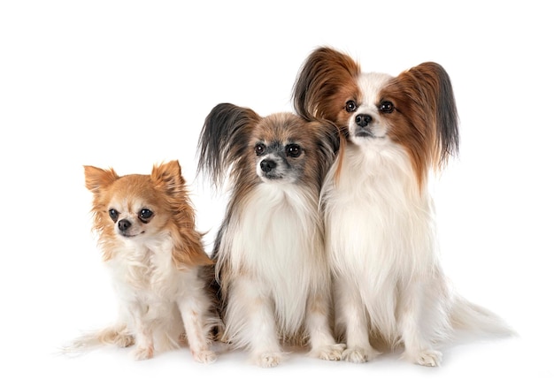 Chiens papillon et chihuahua en studio