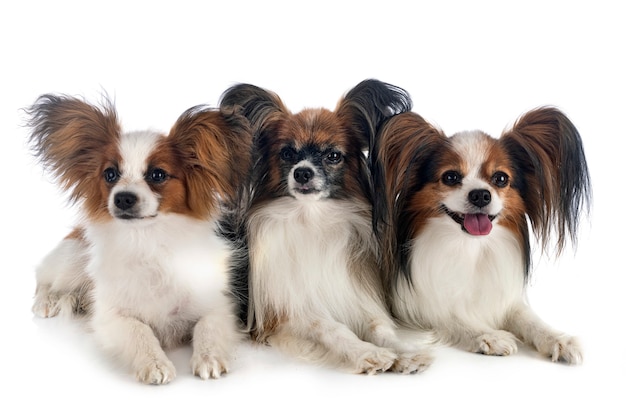 Chiens Papillon devant fond blanc