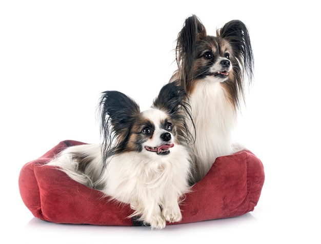 Chiens Papillon devant fond blanc